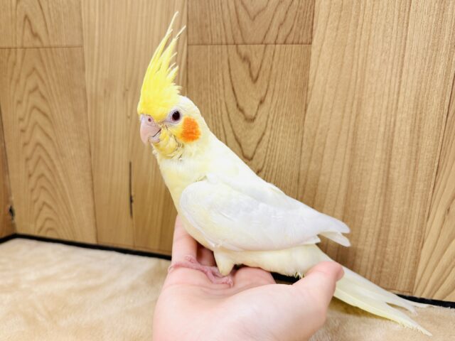 オカメインコ