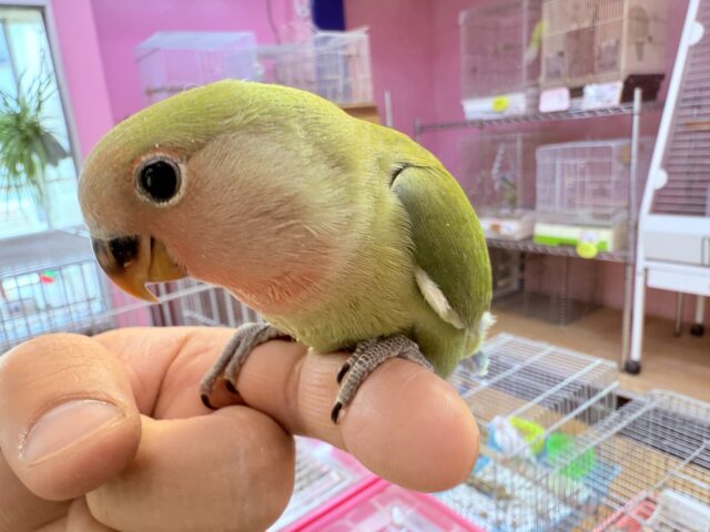 コザクラインコ（小桜インコ）