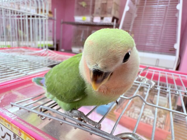 コザクラインコ（小桜インコ）