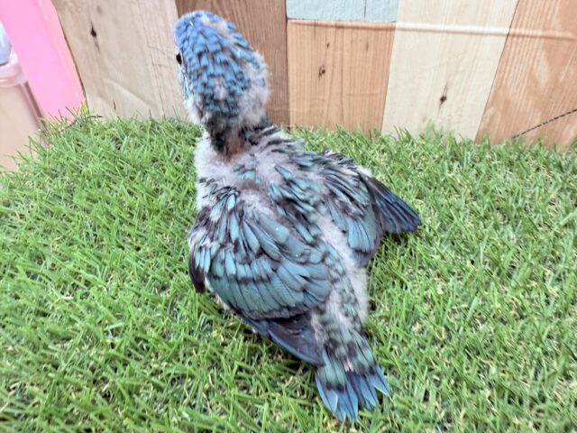 最新画像あります🩵猪突猛進‼️ワタワタ身につけて元気いっぱいすぎる〜サザナミインココバルトカラー💙 サザナミインコ