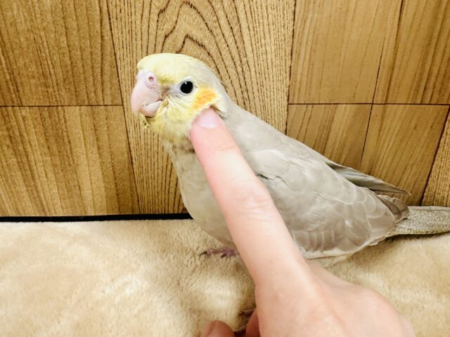 オカメインコ