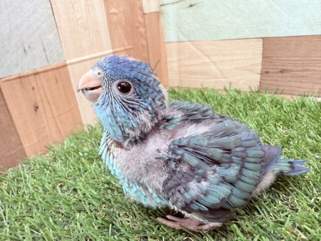 サザナミインコ