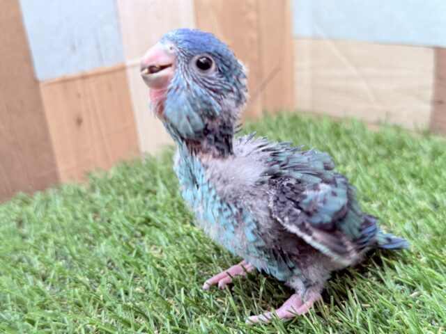サザナミインコ