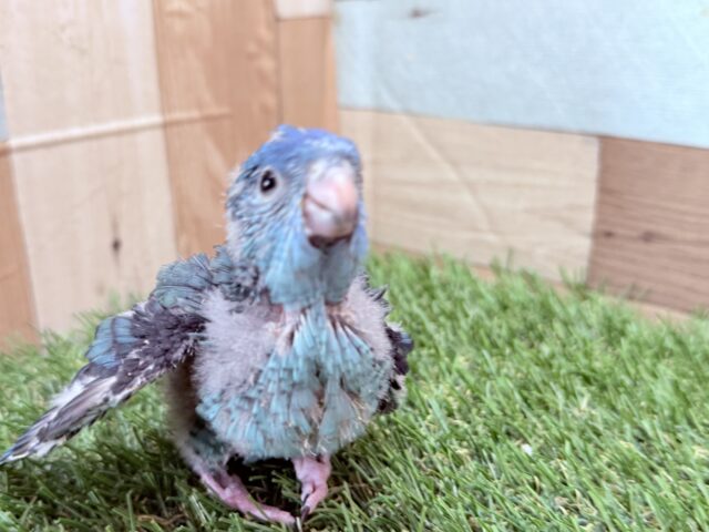 サザナミインコ