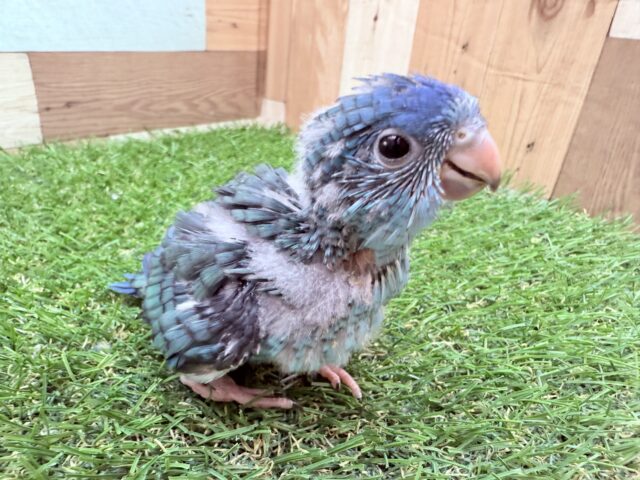 サザナミインコ