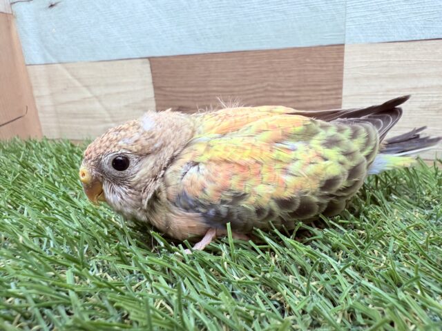 アキクサインコ（秋草インコ）