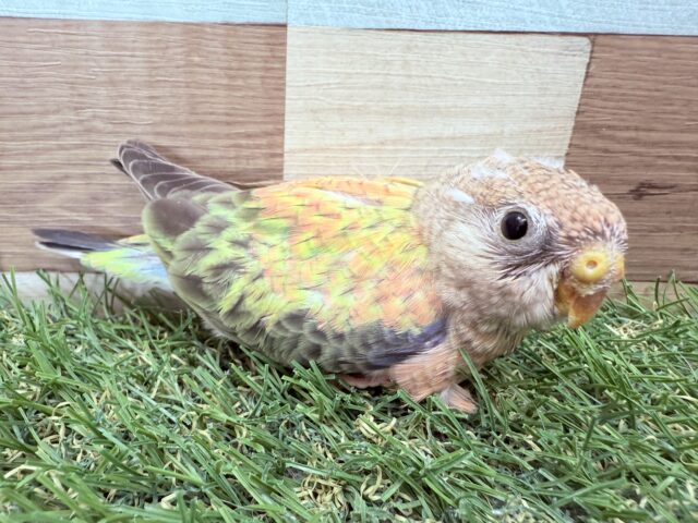 アキクサインコ（秋草インコ）