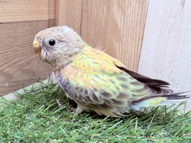 アキクサインコ（秋草インコ）