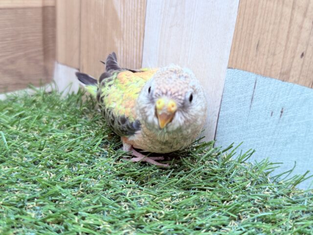 アキクサインコ（秋草インコ）
