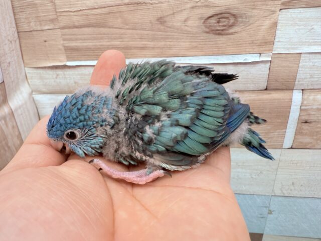 サザナミインコ