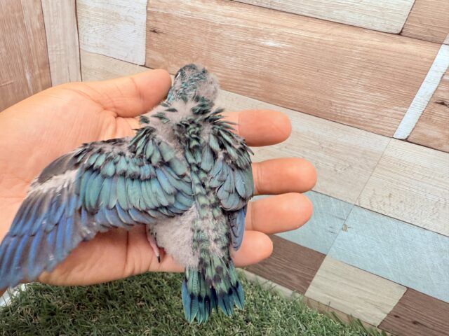 最新画像あります🩵猪突猛進‼️ワタワタ身につけて元気いっぱいすぎる〜サザナミインココバルトカラー💙 サザナミインコ