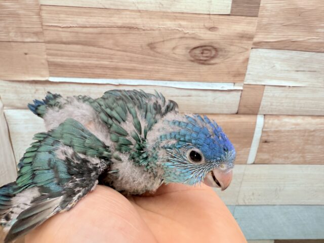 サザナミインコ