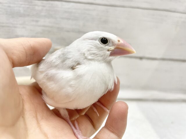 白文鳥