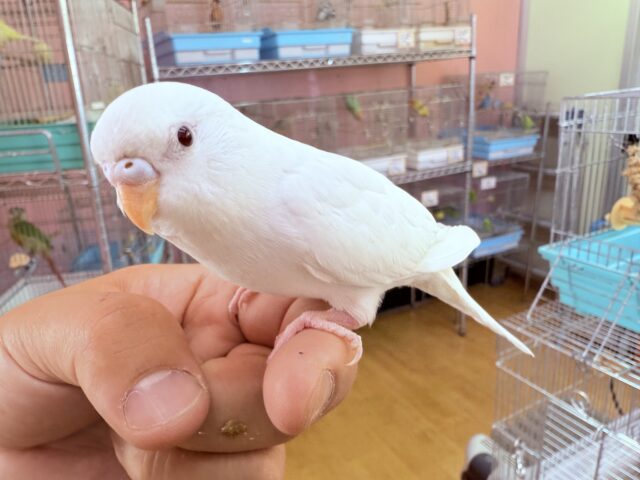セキセイインコ