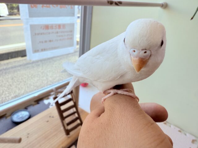 セキセイインコ