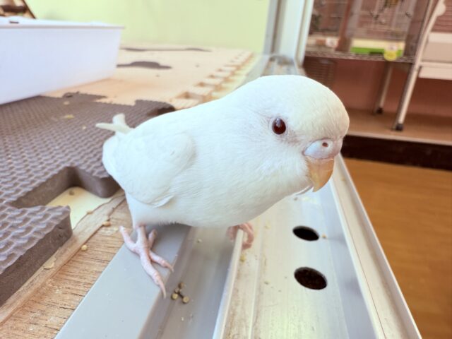セキセイインコ