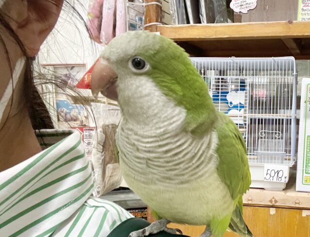 オキナインコ