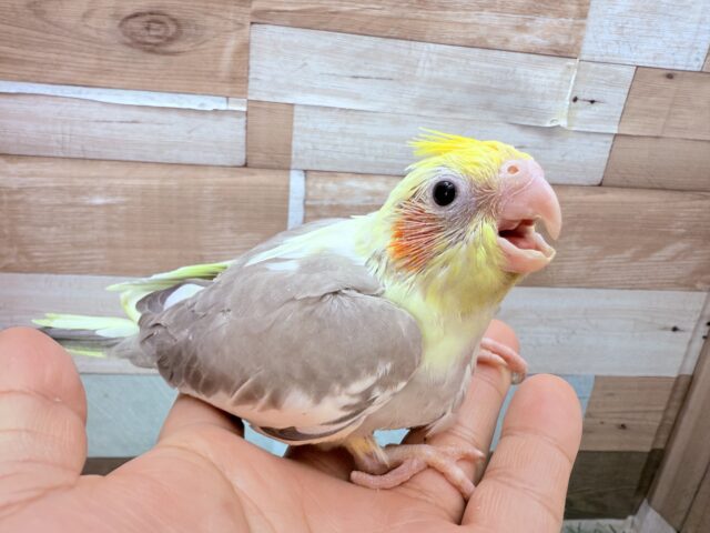 オカメインコ