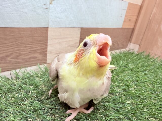 オカメインコ