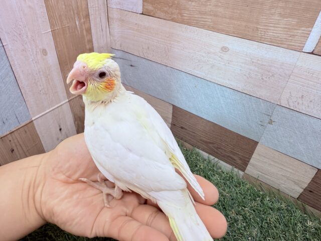 オカメインコ