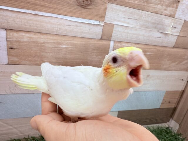 オカメインコ