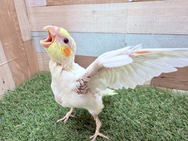 オカメインコ