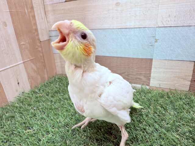 オカメインコ