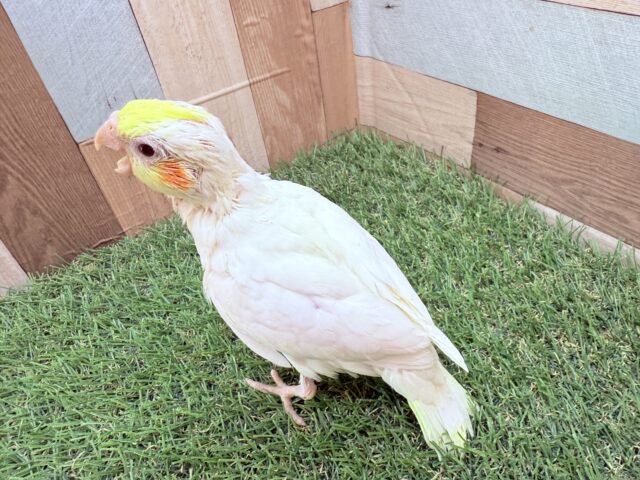 オカメインコ