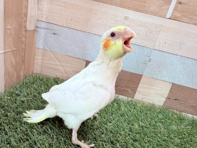 オカメインコ