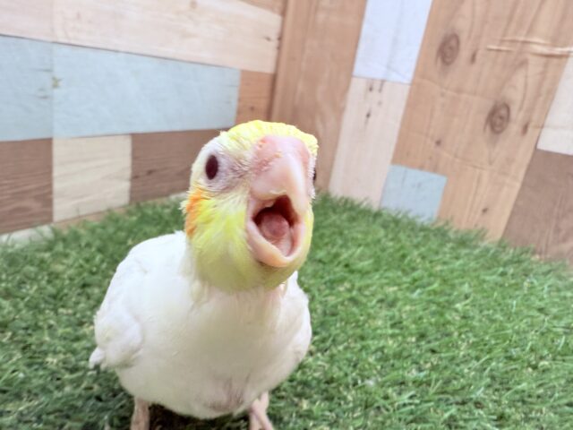 オカメインコ