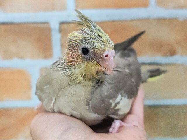 オカメインコ