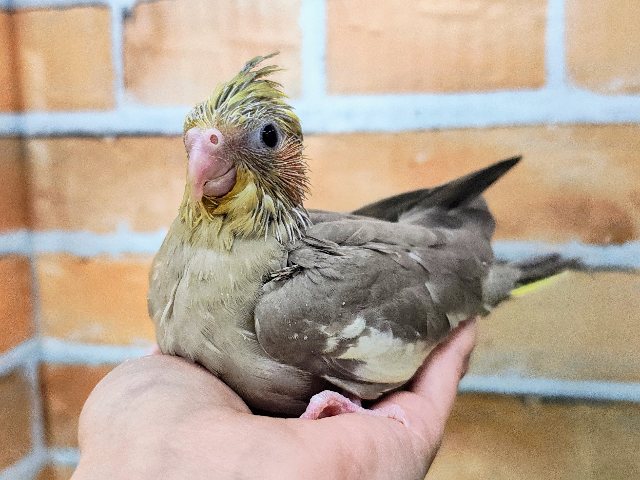 オカメインコ