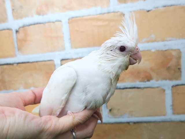 オカメインコ