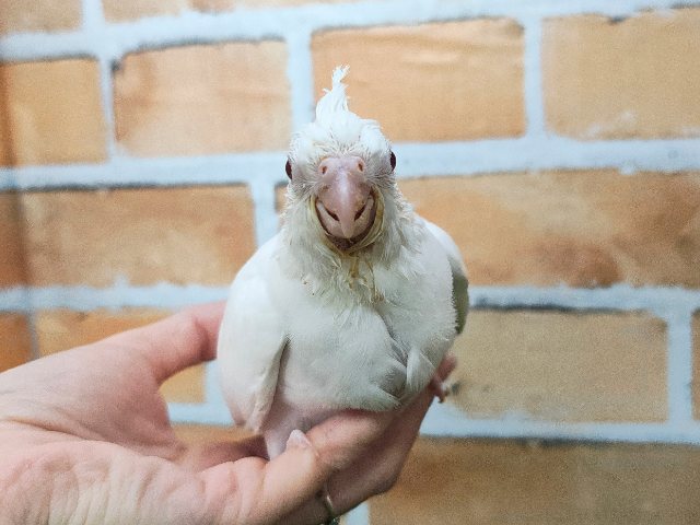オカメインコ
