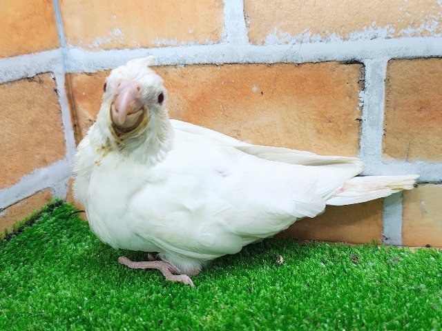 オカメインコ