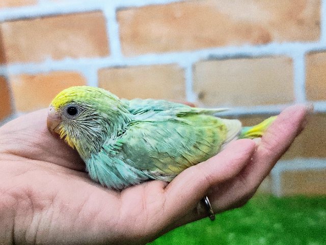 グリーン系💚セキセイインコのヒナ(パステルレインボースパングル)入荷しました♥️ セキセイインコ