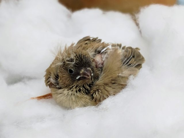 錦花鳥（キンカチョウ）