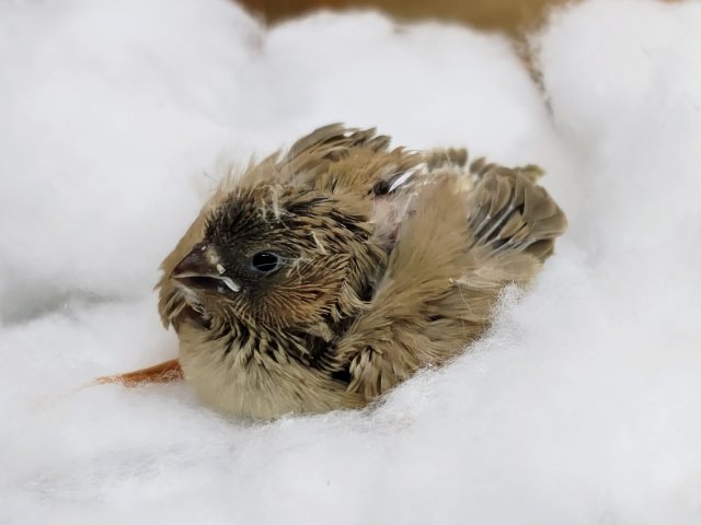 錦花鳥（キンカチョウ）
