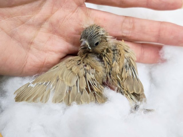 錦花鳥（キンカチョウ）