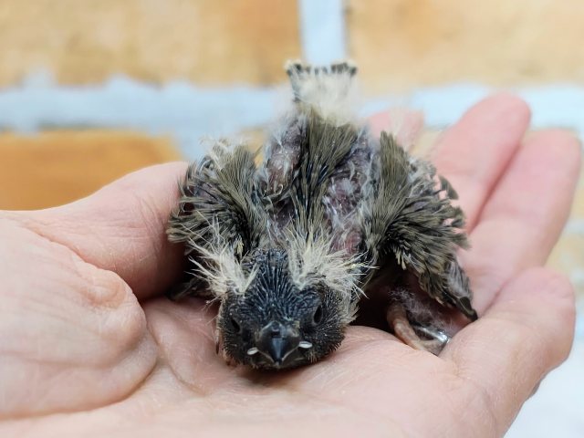 錦花鳥（キンカチョウ）