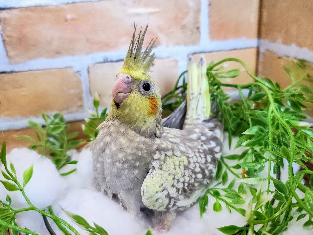 オカメインコ