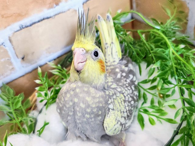 オカメインコ