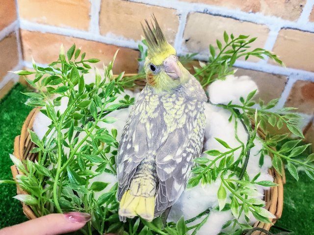 オカメインコ