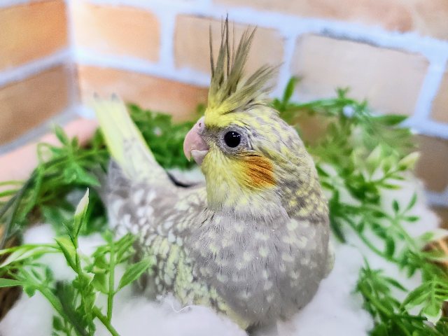 オカメインコ