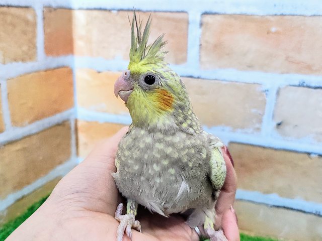 オカメインコ
