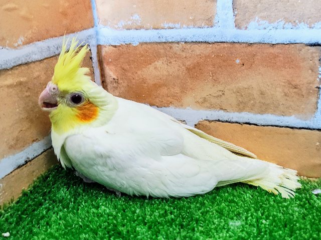 大きな瞳がキラキラ✨オカメインコのヒナ(ルチノー)入荷しました❤️ オカメインコ