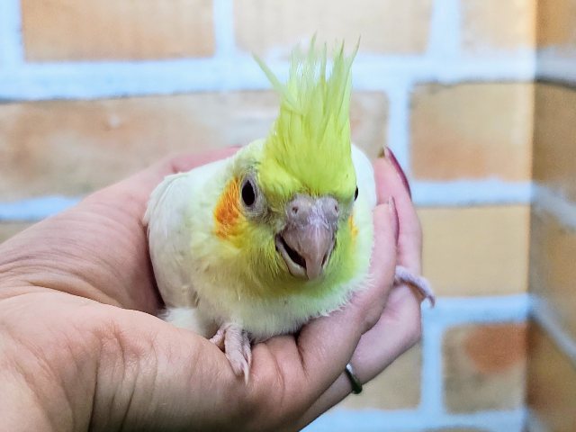 大きな瞳がキラキラ✨オカメインコのヒナ(ルチノー)入荷しました❤️ オカメインコ