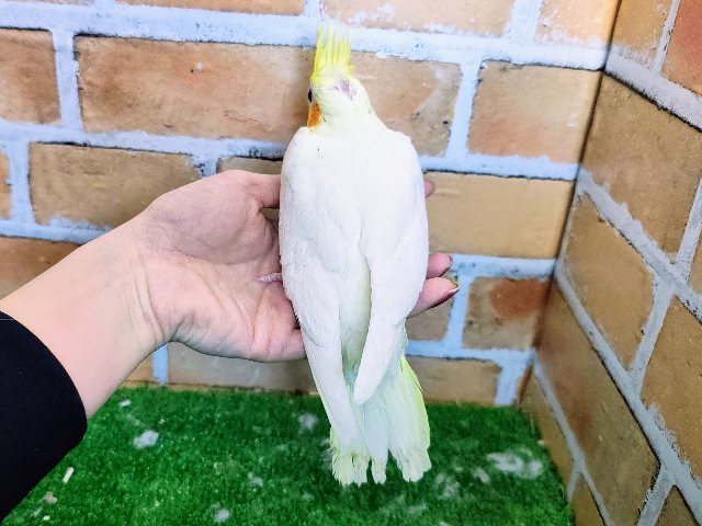 大きな瞳がキラキラ✨オカメインコのヒナ(ルチノー)入荷しました❤️ オカメインコ