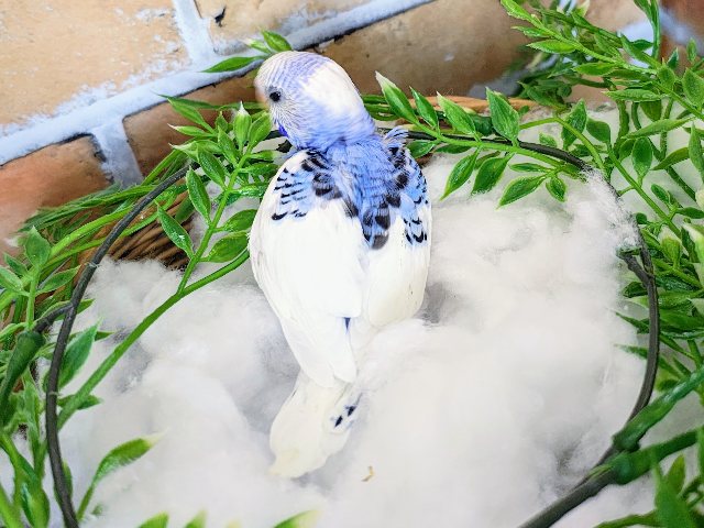 セキセイインコ