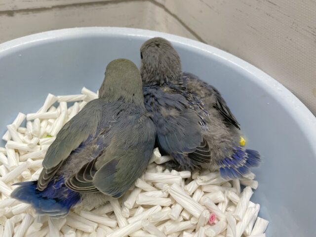 コザクラインコ（小桜インコ）